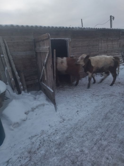 Продам телки подсосные жирные
