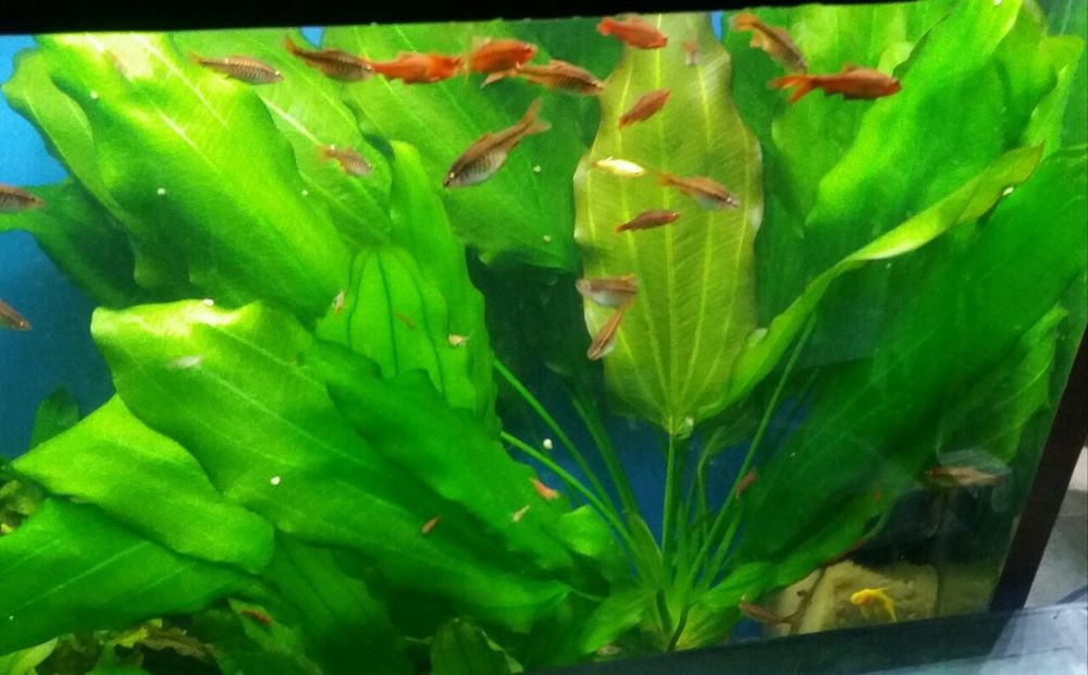 Растение Эхинодорус Блехера