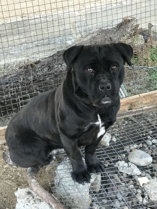 Пародистая собака