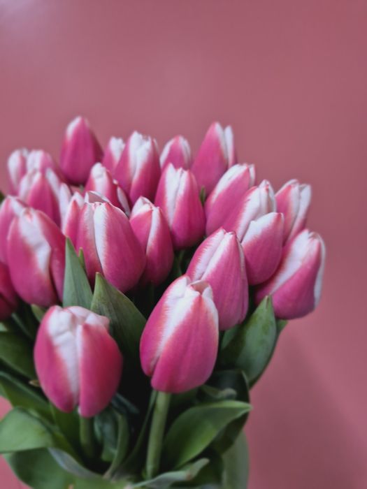 Тюльпаны Актобе!