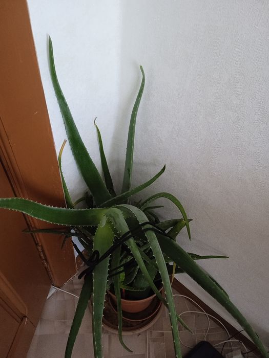 Алоэ Вера возраст 4года