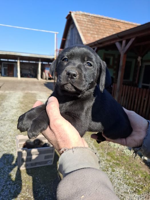 Labrador negru retriever