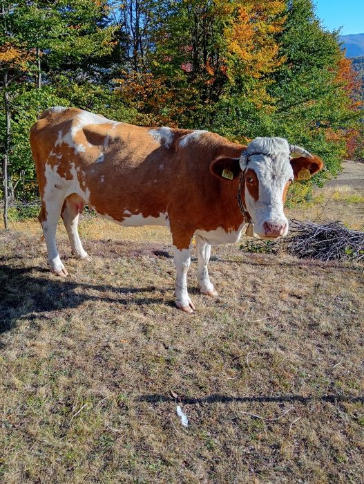 Vaca de vânzare gestantă