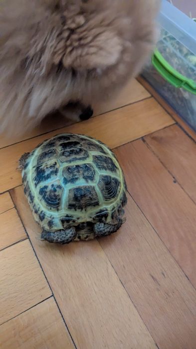 Продам свою домашнюю черепаху