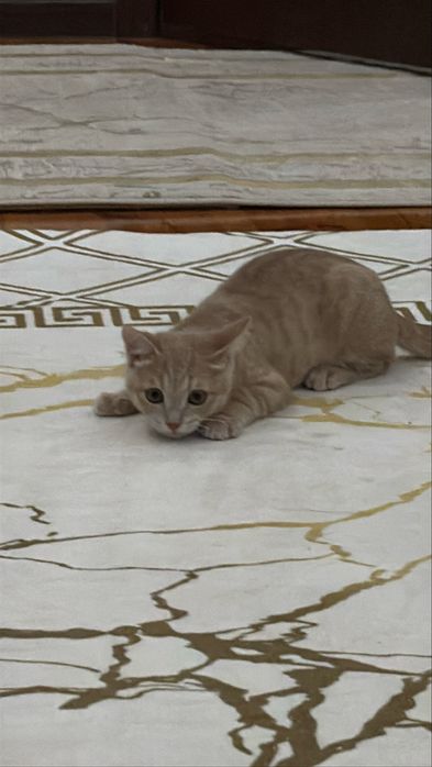 Кошка мальчик 3 месяц