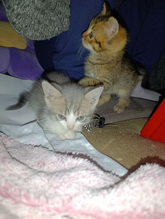 Отдам котят 1,5 месяцев