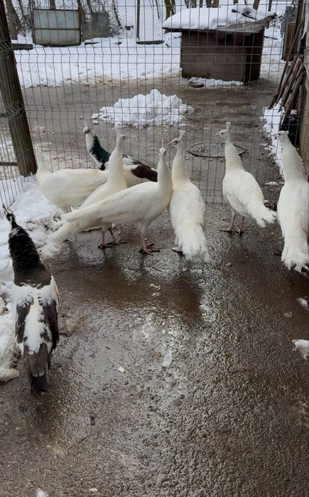 Пауни бели и арлекин
