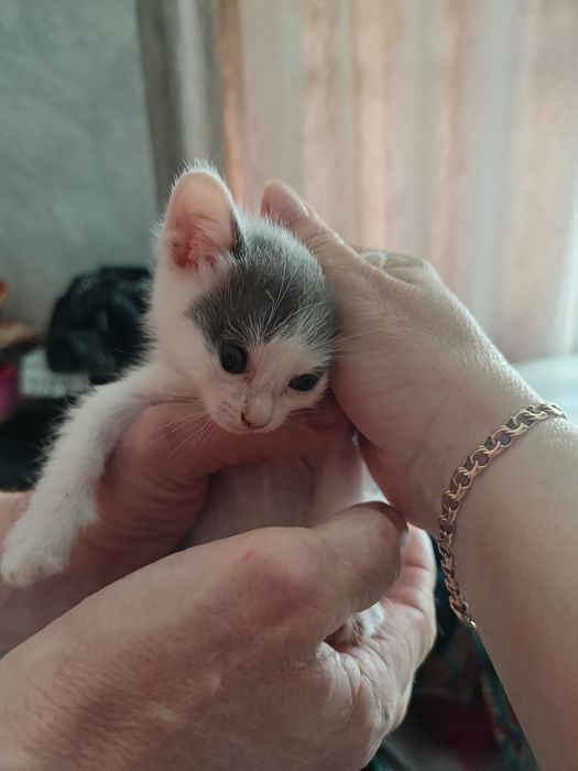 Котята бесплатно