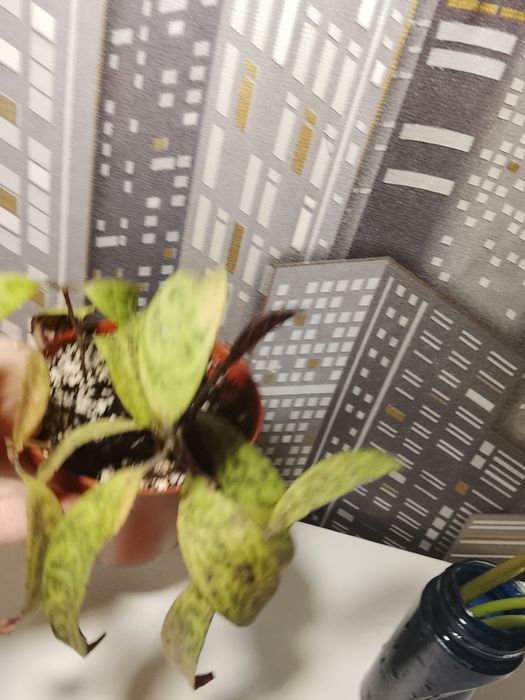 Эсхинантус мраморный