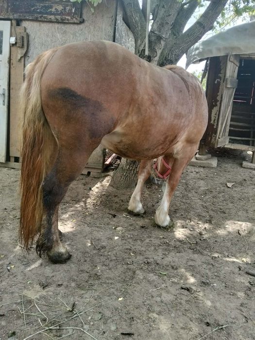 Vând mânză de 3 ani cu acte preț 3500 de euro sau schimb cu o iapă neagră