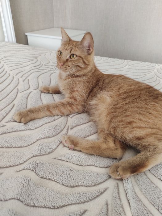 Отдам кота в добрые руки
