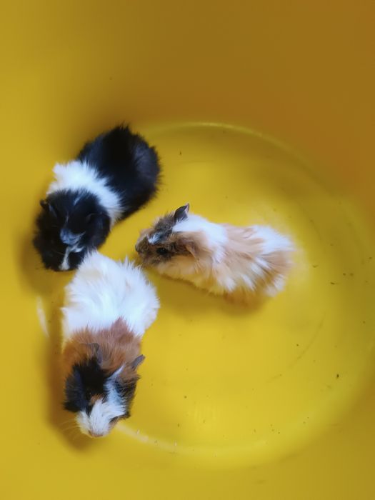 Продаются молодые морские свинки