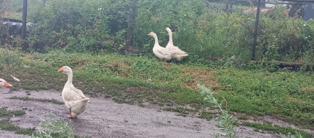 Продам три гуся.