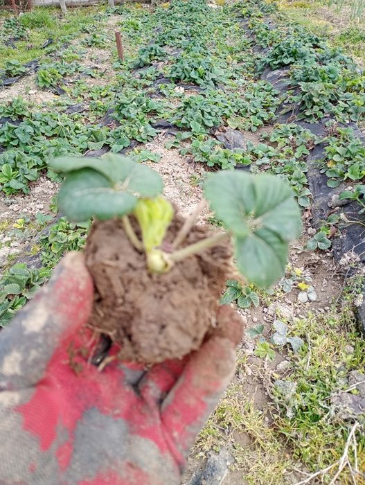 Vînd puiet de căpșuni