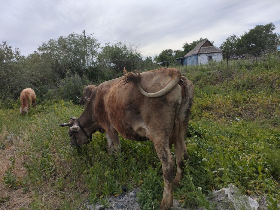 Алатауская корова