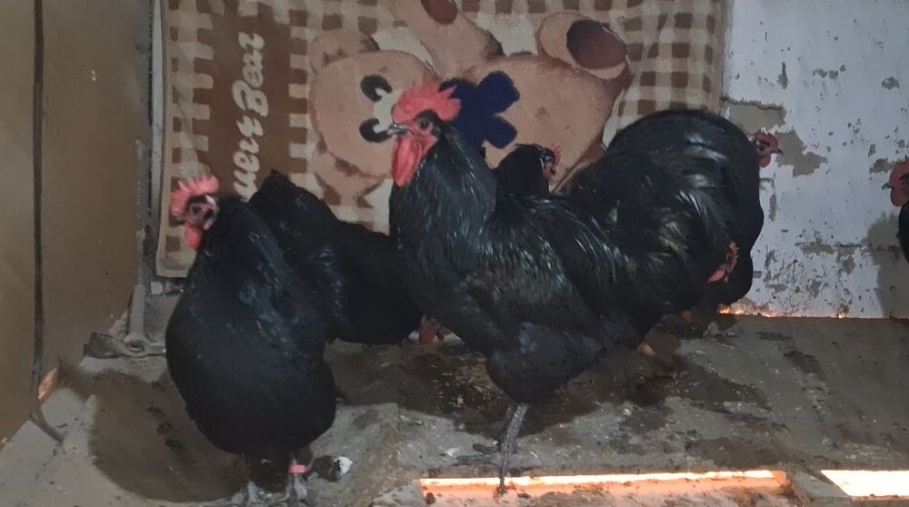 Чёрный Австралорп балапандар сатылады.