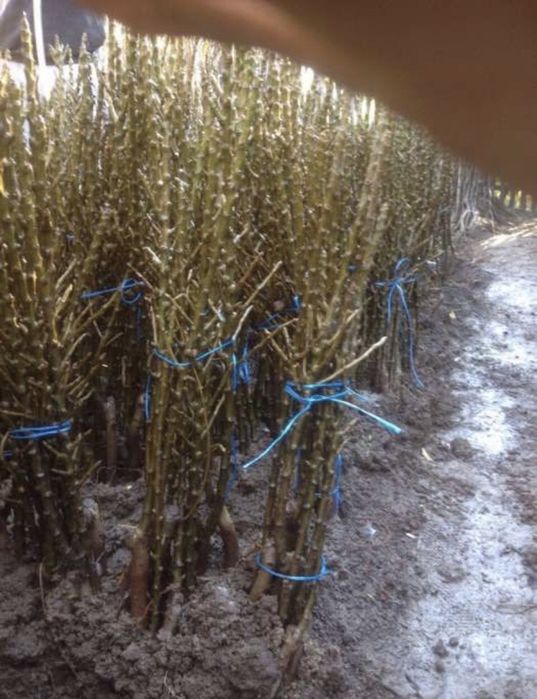 Vand pomi columnari diferite soiuri