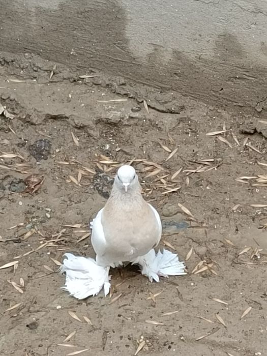 Продается голубь