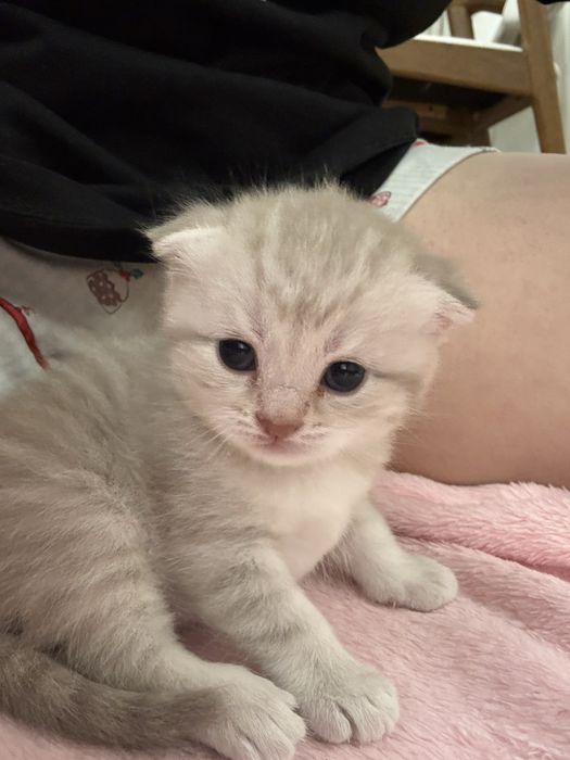 Котята скоттиш фолд вислоухий
