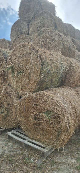 Vând baloți de lucernă uscată și infoliata și baloți de fan 2025