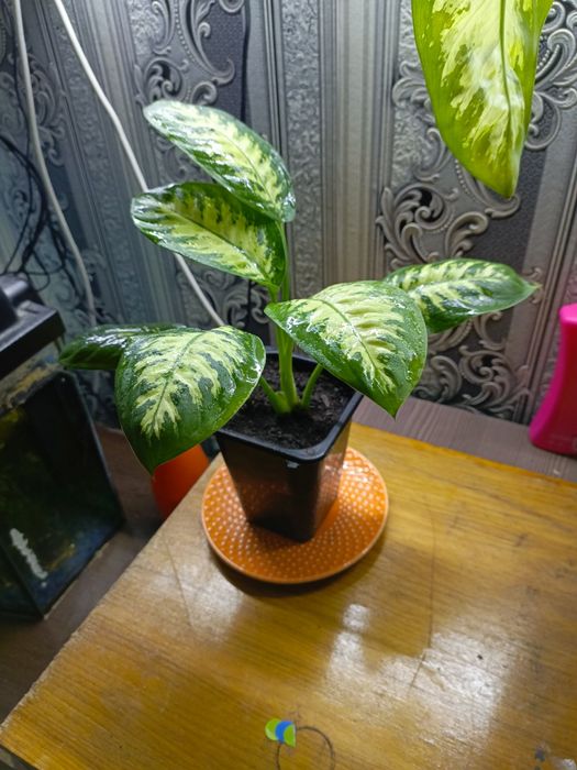 Комнатный цветок