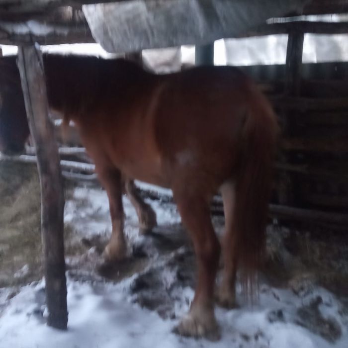Продам лошадь на соғым