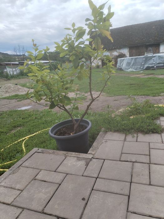 Lămâi ( lime)- lamai verzi - pe rod