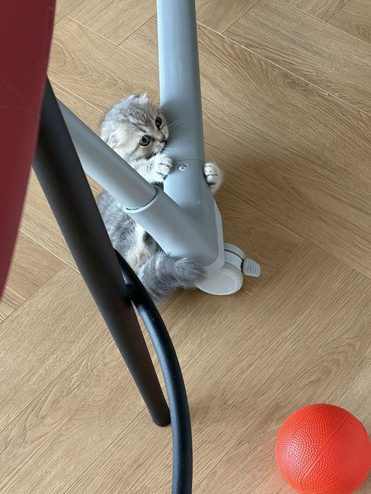 Продается котенок шотландец вислоух