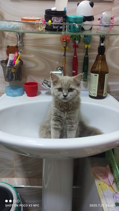 Ищу кошку скотиш страйт