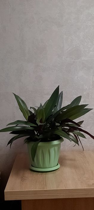 Цветы каждый по 3 000