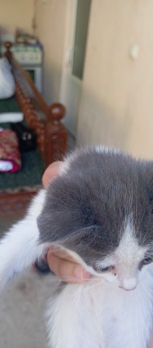 Mushuk oddisiyam bor zottoram shu korb turganila tekinga mexrli qollar