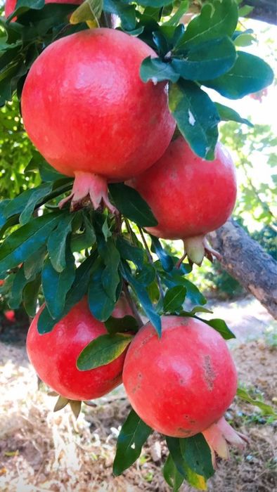 Pomi exotici : Rodiu aclimatizat