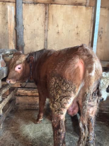 продам 3 бычка с откорма