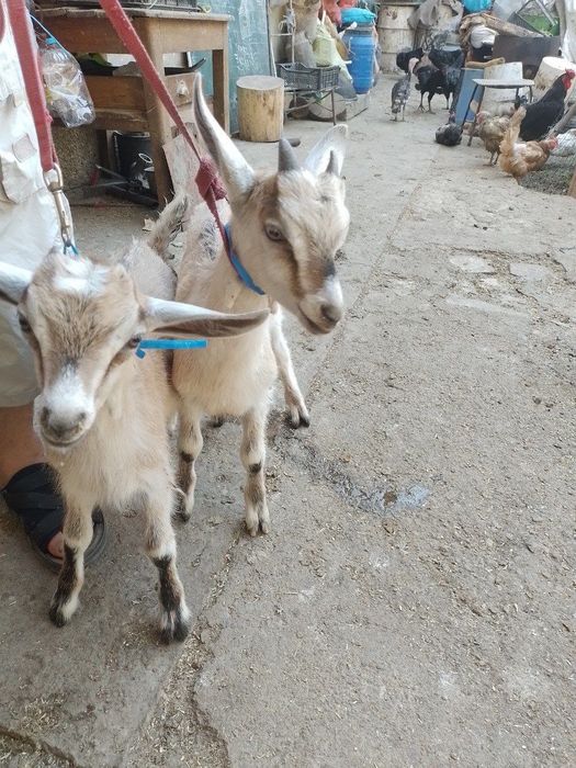 Продаю козлят альпийский парода 2 месяца