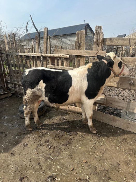 Продам бычка …..