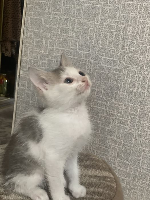 Котята бесплатно