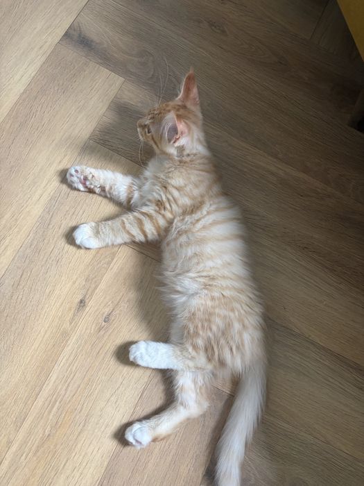 Котенок Мейн-кун мальчик
