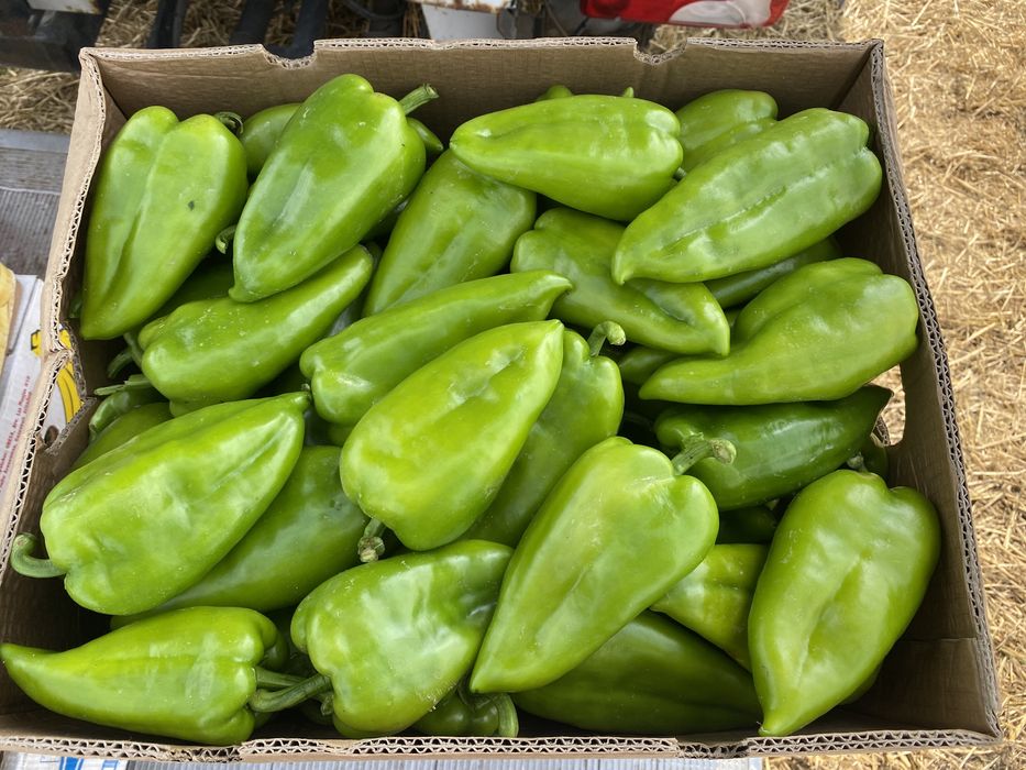 Пипер Капия Големи количества!