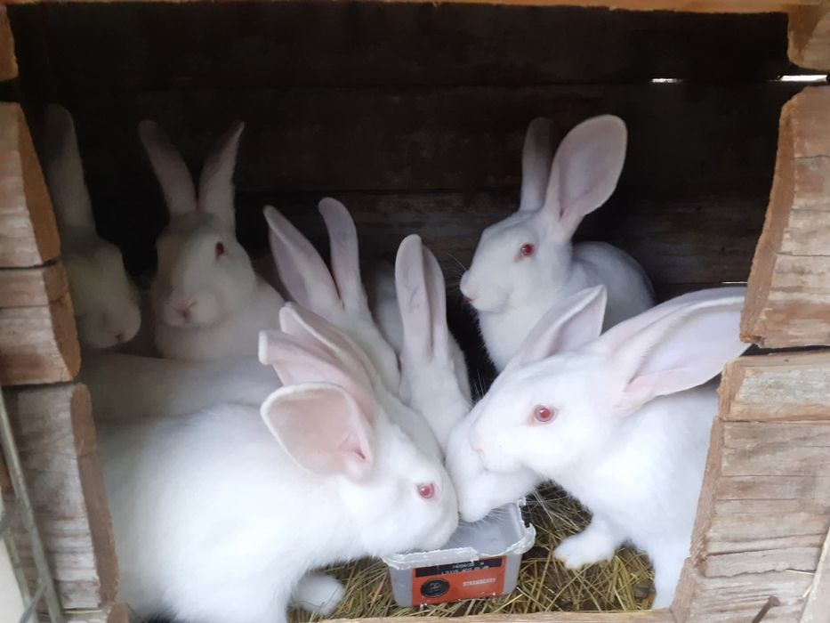 Iepuri hycol francez