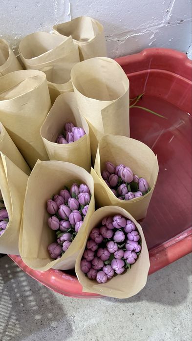 Тюльпаны предзаказ