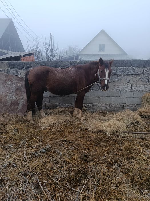 Жақсы Айғыр сатылады