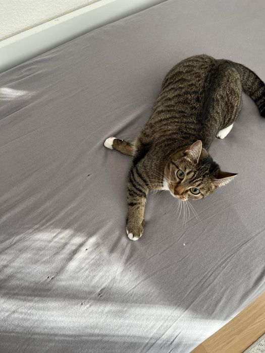 кошка полторы года