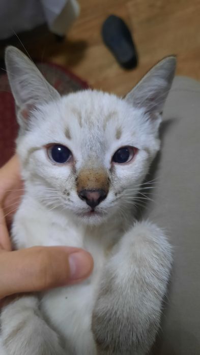 Котята бесплатно