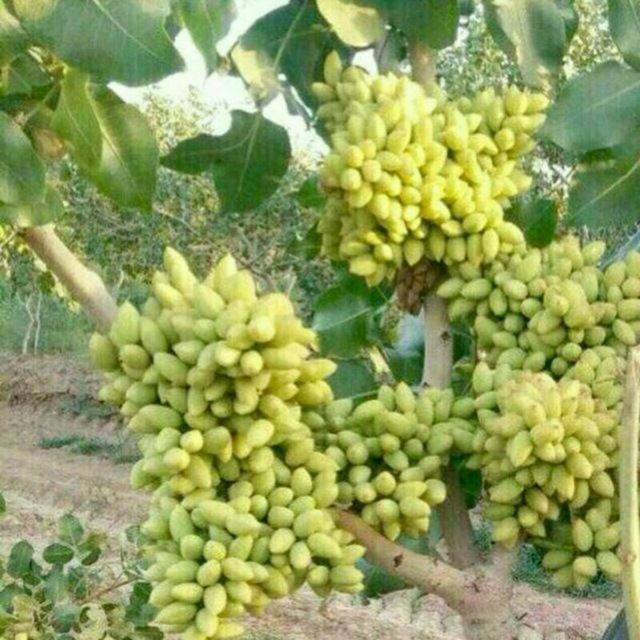 Eron pista urugʻi sotiladi. Navi Akbariy va Ahmadiy