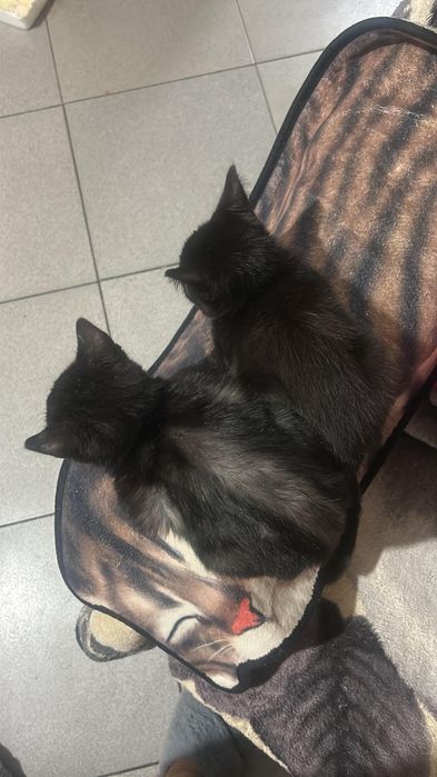 Отдам котят в добрые руки