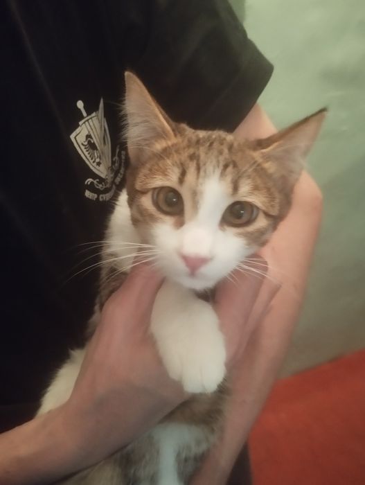 Отдам котёнка девочку