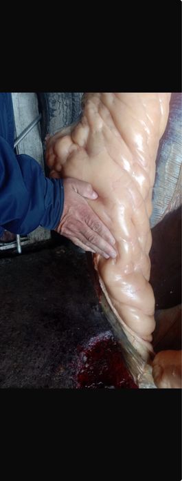 Продам мясо конина