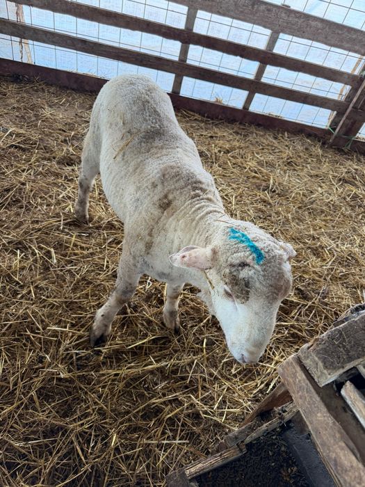 Berbecuți grași pentru tăiat