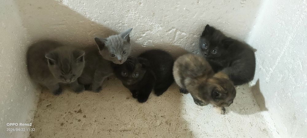 Шотландские котята