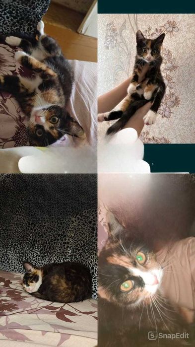 Пропала кошка по кличке Леди